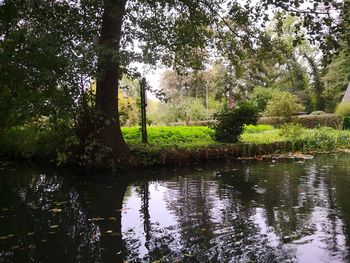 Scenic view of lake in forest