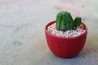 Close-up of potted plant on table