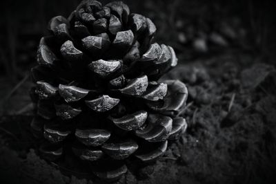 Close-up of stack of flower