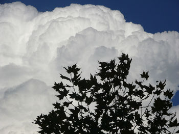 Low angle view of tree against sky