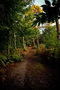 Dirt road amidst trees in forest