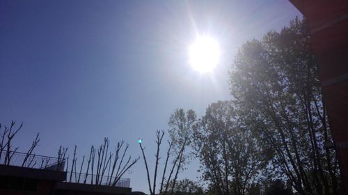 Low angle view of trees against sky