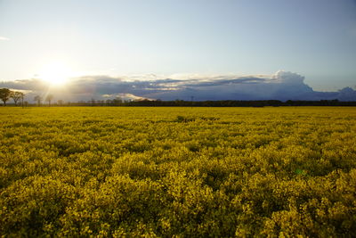 Scenic view of oilseed rape field against sky