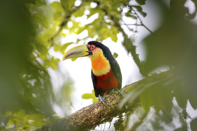 Close-up of bird perching on branch