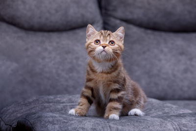 Portrait of kitten sitting on sofa