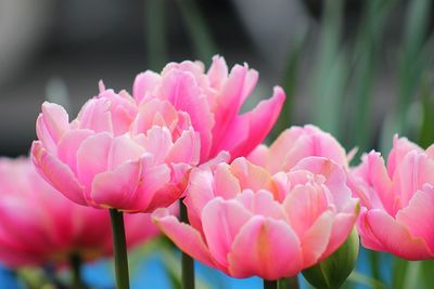 Close-up of pink flowers