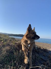 Dog standing on land against clear blue sky