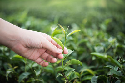 Close-up of hand touching tea leaves at farm