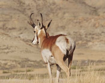 Deer standing on field