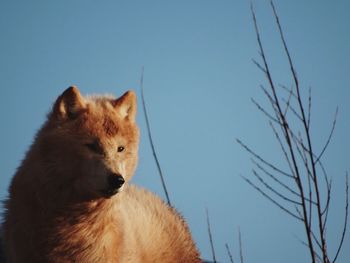 Low angle view of wolf against clear blue sky