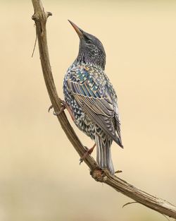 Low angle view of starling perching on plant