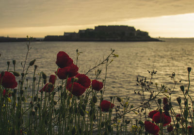 Close-up of red poppy flowers against sky during sunset