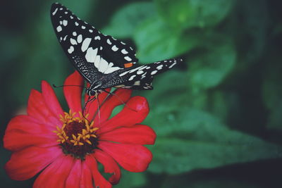 Butterfly on flower