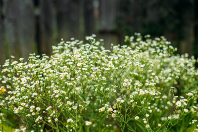 Close-up of white flowering plants