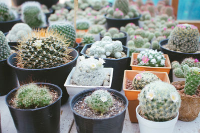 Potted plants at market stall