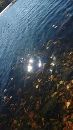 Reflection of trees in water