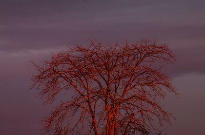 Low angle view of silhouette tree against sky at sunset