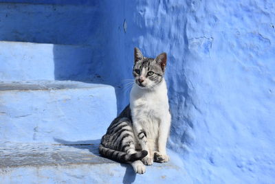 Portrait of cat sitting on wall