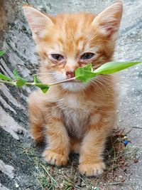 Portrait of cat sitting outdoors