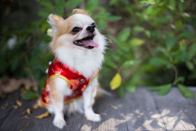 Portrait of a dog looking away