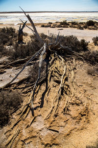 Driftwood on sand in desert