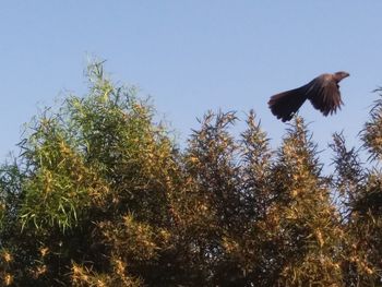 Low angle view of bird perching on tree against sky