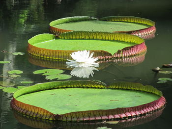 Close-up of lotus water lily in lake