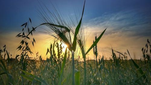 Close-up of stalks in field against sunset sky