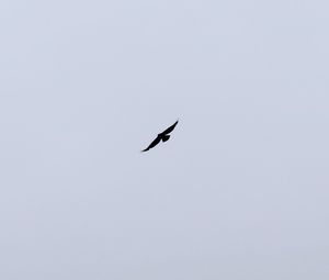 Low angle view of bird flying in sky