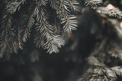 Closeup of pine branches and blurred background