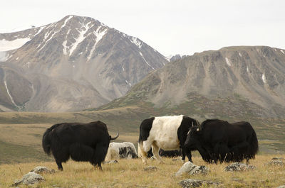 View of sheep on field against mountain range