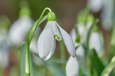 Close-up of white flower on plant