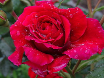 Close-up of wet red rose