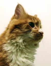 Close-up of a cat over white background