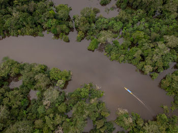 High angle view of trees and plants