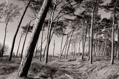 Trees on field against sky