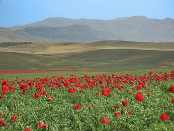 Full frame shot of red flowers in field