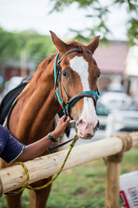 Horse standing in ranch