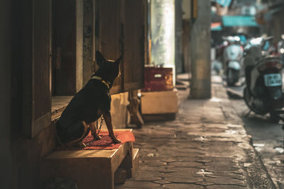 Dog sitting on street