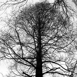 Low angle view of bare tree against sky