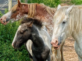 Close-up of two horses on field