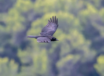 Low angle view of bird flying