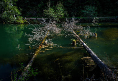 Fallen tree by lake in forest