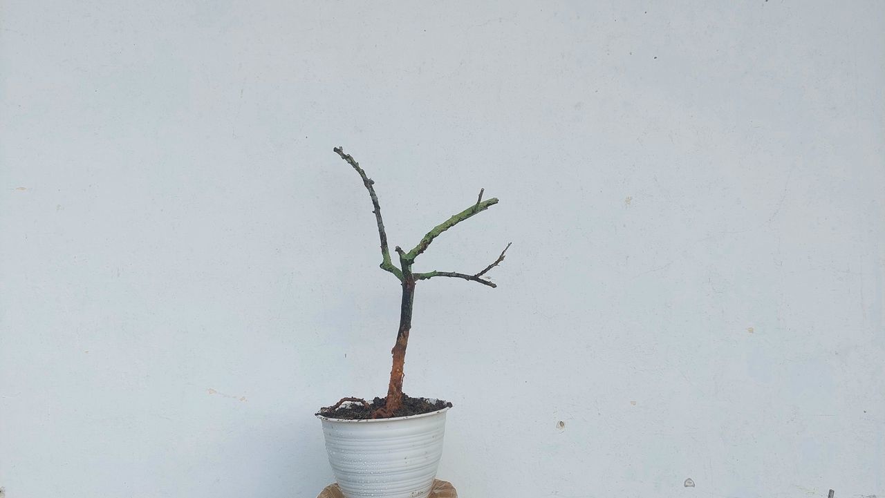 plant, growth, nature, no people, wall - building feature, branch, potted plant, houseplant, flower, twig, ikebana, bonsai, indoors, day, plant part, green, flowerpot, leaf, copy space, tree, beauty in nature