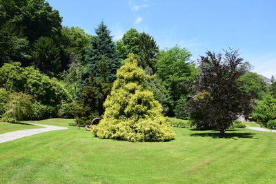 Trees on field against sky