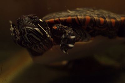 Close-up of tortoise