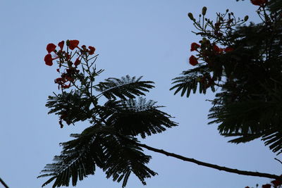 Low angle view of palm tree against clear sky