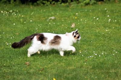 Side view of white cat on field