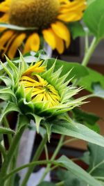 Close-up of sunflower on plant