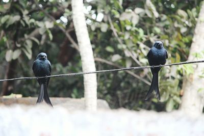 Bird perching on branch